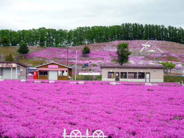 いまの芝桜公園の様子