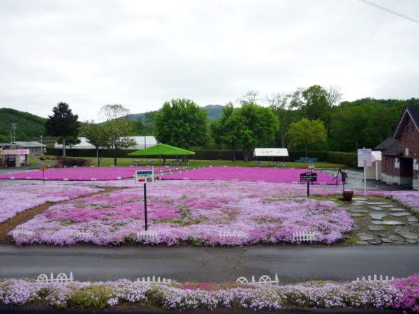 いまの芝桜公園の様子