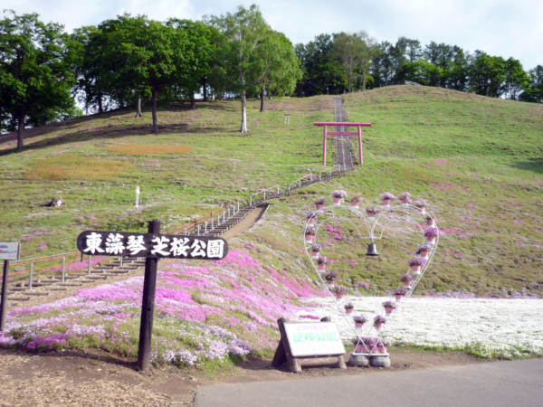いまの芝桜公園の様子