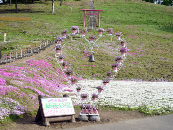 いまの芝桜公園の様子