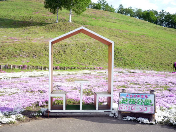 いまの芝桜公園の様子
