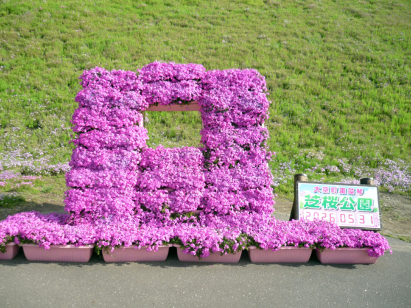 いまの芝桜公園の様子