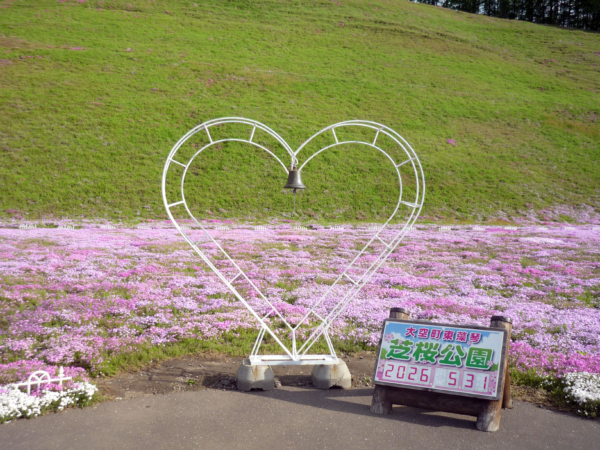 いまの芝桜公園の様子