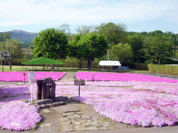 いまの芝桜公園の様子