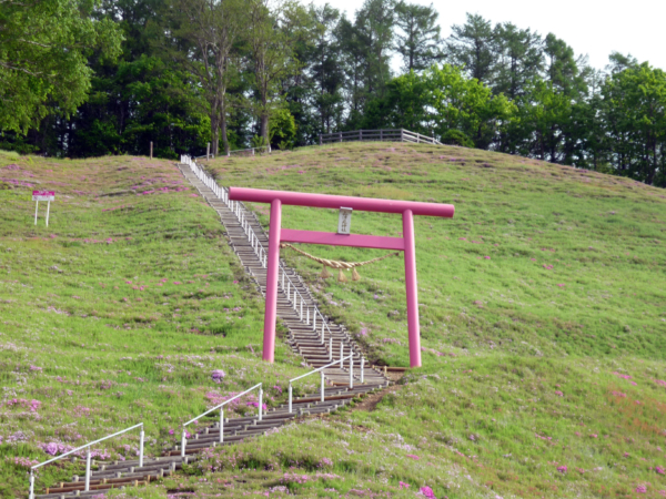 いまの芝桜公園の様子