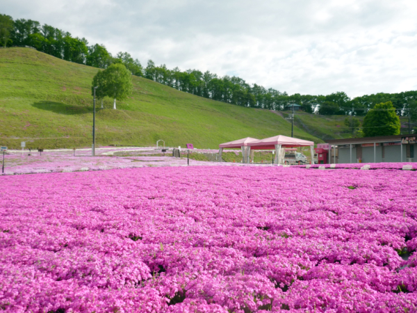 いまの芝桜公園の様子